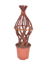 Salix Flätad Ø15 x 50 cm